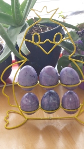 blueberry died eggs